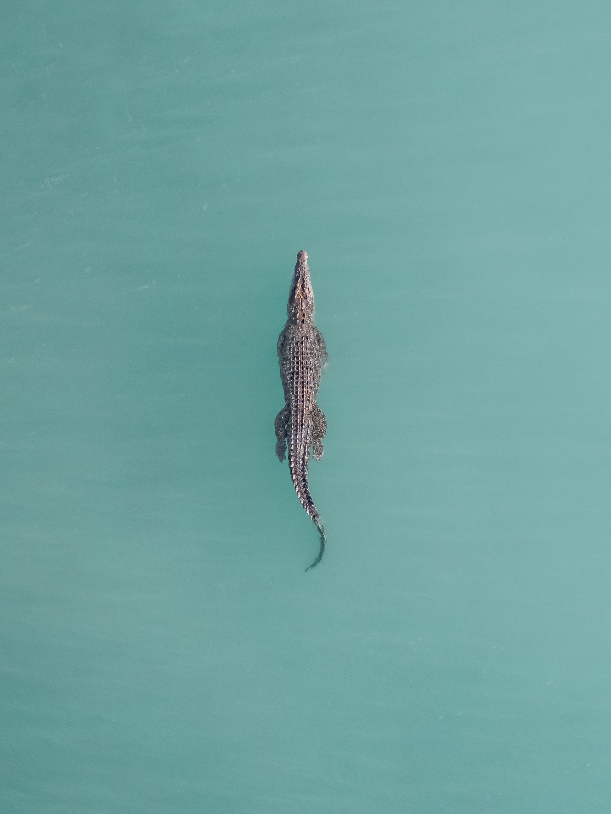 A saltwater crocodile at Willie Creek, Broome