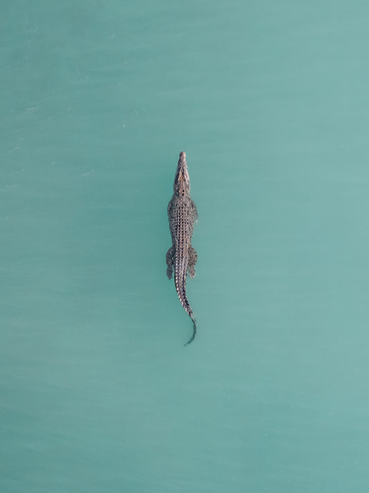 A saltwater crocodile at Willie Creek, Broome