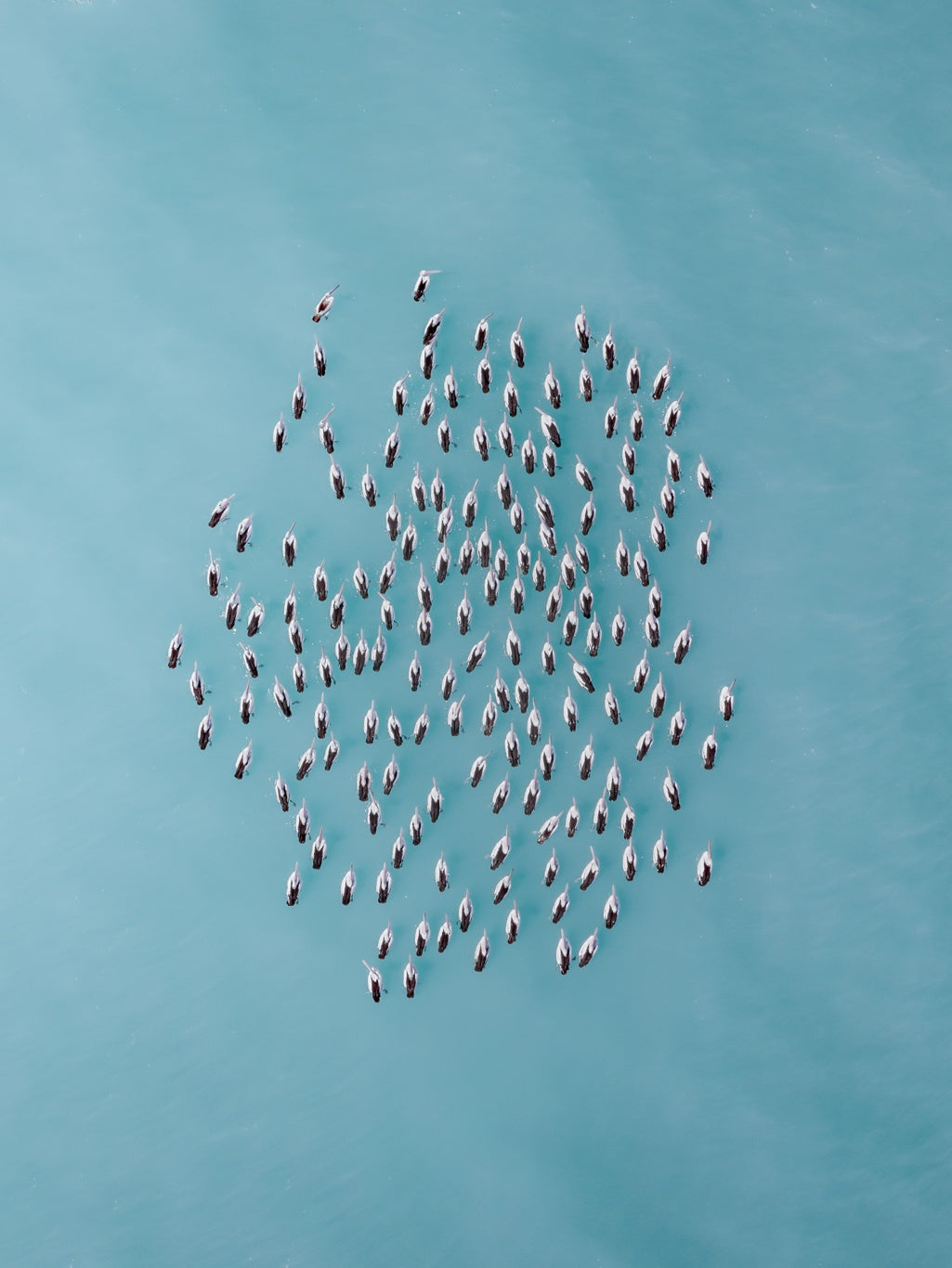 A group of pelicans, known as a squadron from above in roebuck bay, broome