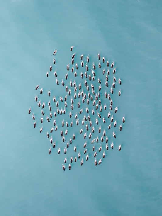 A group of pelicans, known as a squadron from above in roebuck bay, broome