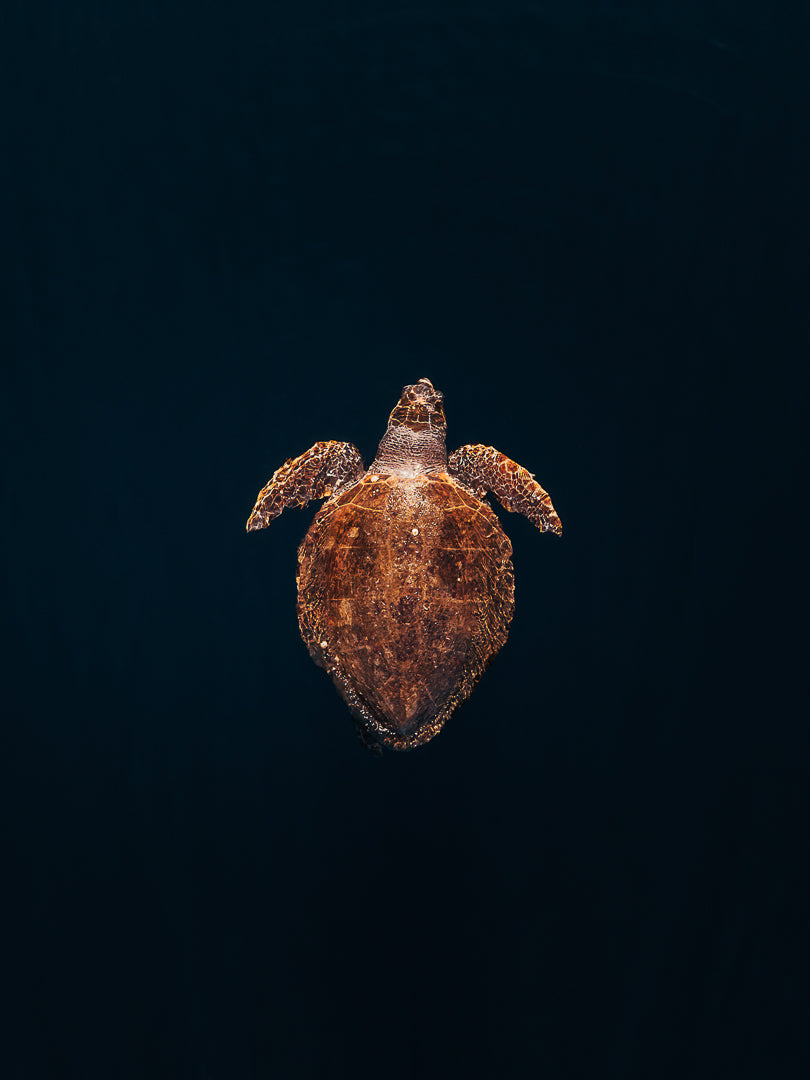 SJ035- LOGGERHEAD