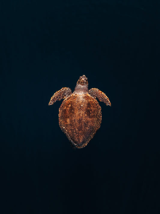 SJ035- LOGGERHEAD